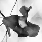 Suruchi Choksi, Untitled