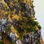 Hobie Porter, Introduced Habitats for Native Flora: Doryanthes Palmeri I, 2023
