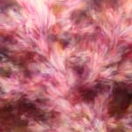 Nagare Walzer der Blumenmalerei Noriku Kura Fuji rosa Frühlingsblume japanische Malerei Japan zeitgenössische Malerei Ölgemälde Art Yi-Galerie Brüsseler Kunstgalerie