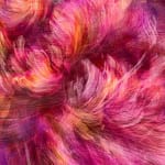 wals van bloem noriko kurafuji olieverf roze purlpe lente bloem sakura hedendaagse japanse schilderkunst kunst yi brussel kunstgalerie