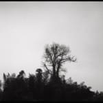 A black-and-white triptych photograph from the section "Fading Light" of Chen Qiulin's work "Another Day" where demonstrates three moments of the same tree and grass landscape.