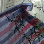 Detail of bamboo
