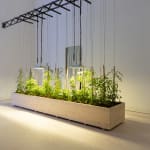 Sarah Abu Abdallah, The Salad Zone, 2013