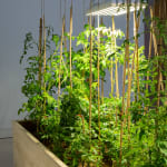 Sarah Abu Abdallah, The Salad Zone, 2013