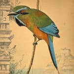 Louis Agassiz Fuertes, Turquoise-browed Motmot