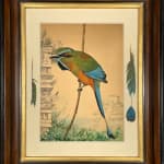 Louis Agassiz Fuertes, Turquoise-browed Motmot