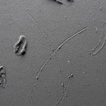 Baxter, Substance 1, 2024