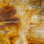 Minh Lan Tran, Belly of Signs, 2025