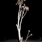 Darren Waterston, Radiant Landscape, 2024