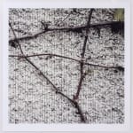 Linda Ridgway, O’er ruined fences the grape-vines shield, 2022