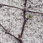 Linda Ridgway, O’er ruined fences the grape-vines shield, 2022