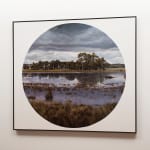 Stephanie Tabram, Wattle & Tarnished Silver, 2022