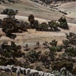 Stephanie Tabram, Wattle & Tarnished Silver, 2022
