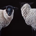 Stephanie Tabram, Wattle & Tarnished Silver, 2022