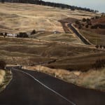 Stephanie Tabram, Wattle & Tarnished Silver, 2022