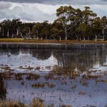 Stephanie Tabram, Wattle & Tarnished Silver, 2022