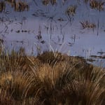 Stephanie Tabram, Wattle & Tarnished Silver, 2022