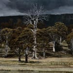 Stephanie Tabram, Wattle & Tarnished Silver, 2022