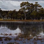 Stephanie Tabram, Wattle & Tarnished Silver, 2022