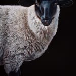 Stephanie Tabram, Wattle & Tarnished Silver, 2022