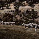 Stephanie Tabram, Wattle & Tarnished Silver, 2022