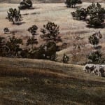 Stephanie Tabram, Wattle & Tarnished Silver, 2022