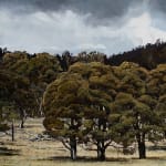 Stephanie Tabram, Wattle & Tarnished Silver, 2022