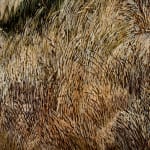 Stephanie Tabram, Wattle & Tarnished Silver, 2022