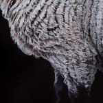 Stephanie Tabram, Wattle & Tarnished Silver, 2022