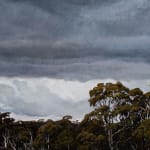 Stephanie Tabram, Wattle & Tarnished Silver, 2022