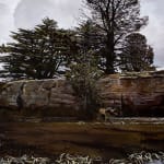 Stephanie Tabram, Wattle & Tarnished Silver, 2022
