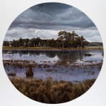 Stephanie Tabram, Wattle & Tarnished Silver, 2022