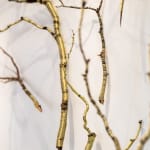 Steve Bickley, Silver Ash, 2025