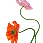 Fleming Cunningham, Three Poppies II, 2001