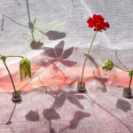 Pam Fox, Wide Cup, 2018