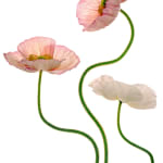 Fleming Cunningham, Three Poppies II, 2001
