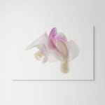 Robert Llewellyn, Untitled (white and pink flower)