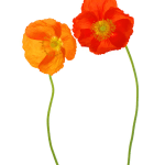 Fleming Cunningham, Three Poppies II, 2001