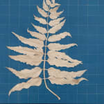 Kazaan Viveiros, American Sycamore