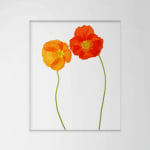 Fleming Cunningham, Three Poppies II, 2001