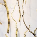 Steve Bickley, Silver Ash, 2025