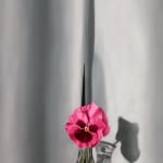 Jane Jones, "Love", 2010