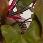 Willy Guhl, Tropical Planter, 1960s