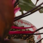 Willy Guhl, Tropical Planter, 1960s