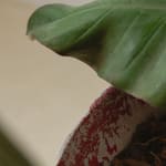 Willy Guhl, Tropical Planter, 1960s