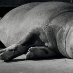 Wolfgang Suschitzky, Gorillas (Kingdom of The Beasts) , 1956