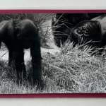 Wolfgang Suschitzky, Gorillas (Kingdom of The Beasts) , 1956