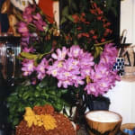 Anna Fox, Notes from Home (Pete's food and flowers), 2000-03