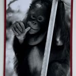 Wolfgang Suschitzky, Gorillas (Kingdom of The Beasts) , 1956