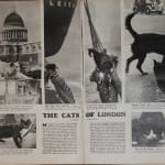 Thurston Hopkins, Cats of London, 1951